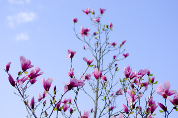 Obraz na płótnie Canvas Magnolia tree blooming