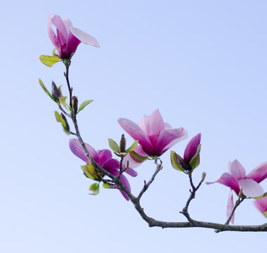 Magnolia branch blooming