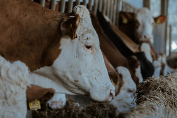 Vaca