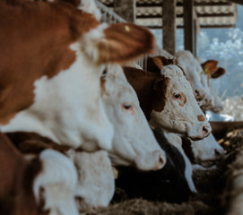 Vaca