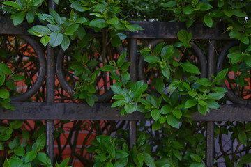 Metal fence and green quickset near house