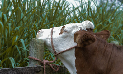 Vaca