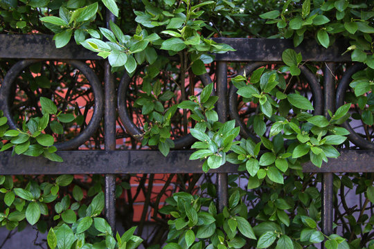 Metal Fence And Green Quickset Near House