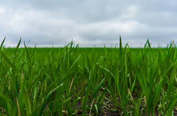 Field to horizon, green grass and dew drops on overcast blue sky background