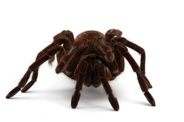 Birdeating Spider isolated on white background