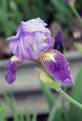 The iris flower closeup, Beautiful purple flower in bloom on a crisp spring morning