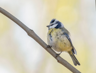 Zerzauste Blaumeise auf einem Zweig