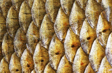 Fish scales of Bream, Abramis brama. The row of lateral line scales is visible in the lower part of...