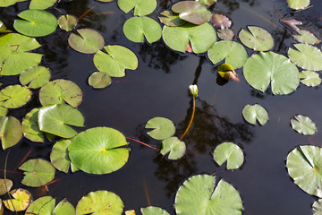 Top view of white waterlily flower bud, almost blooming in black water with green lily pads