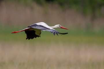 White Stork (Ciconia ciconia) flying over a meadow in spring in the nature protection area Mönchbruch near Frankfurt, Germany.