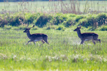 Two Fallow Deer (Dama dama) running over a flooded meadow in the nature reserve Moenchbruch near...