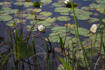 Blooming white waterlily on curvy stretching stem, in dark pond water with lily pads and reeds - small depth of field focus on flower