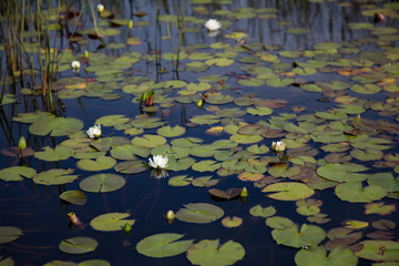 Several white waterlilies, lily pads and reeds growing naturally in dark black reflective water