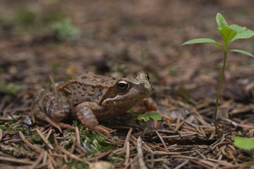 Wood Frog