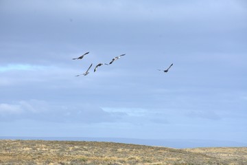 birds