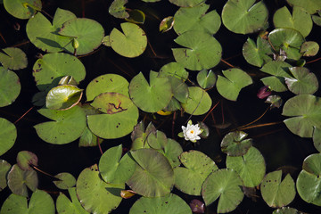 Top view of one single white waterlily among green lily pads in black water