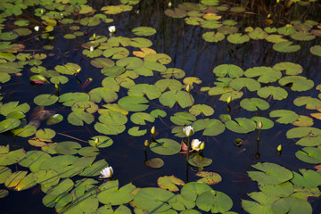 Blooming white waterlilies, flower buds and lily pads on a background of black water, focus on front half