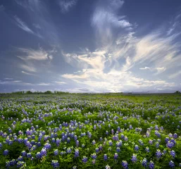 Gordijnen Texas Bluebonnet veld met wilde bloemen © MeganBetteridge