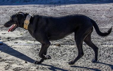 A black dog close up