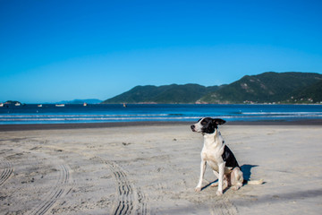 A dog sitting in the beach