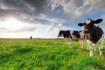 Möbelaufkleber Kühe melken auf sonniger Weide und Sonnenschein © Olha Rohulya