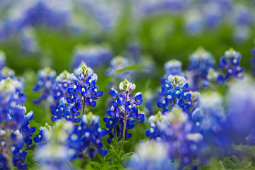 Texas Bluebonnet Field of Wildflowers
