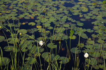 White water lily, lily pads and reeds on black water background