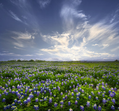 Texas Bluebonnet Field of Wildflowers