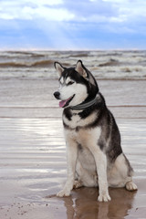 Dog breed Siberian Husky sitting on the shore of a stormy bay