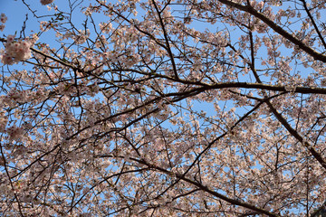 【神奈川】横須賀　走水水源地の桜