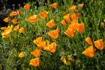 Golden yellow/orange California poppies (Eschscholzia californica "Orange King") in a flower border.