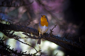 Cute little bird Robin. Nature habitat background.