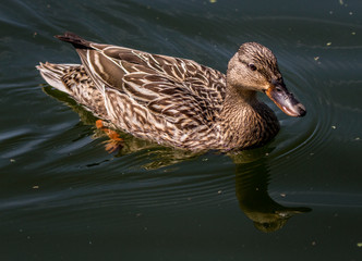 Female Duck