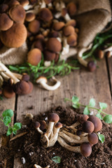 Mushrooms on rustic wooden table