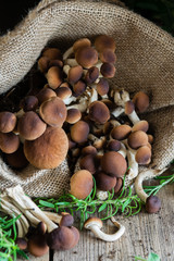Mushrooms on rustic wooden table