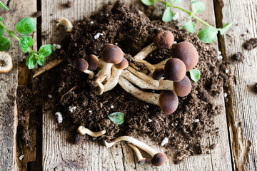 Mushrooms on rustic wooden table