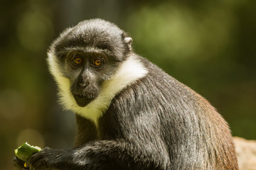 L'Hoest's monkey (Allochrocebus lhoesti), or mountain monkey, sititng and eating in the jungle