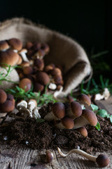 Mushrooms on rustic wooden table