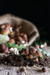 Mushrooms on rustic wooden table