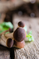 Mushrooms on rustic wooden table