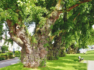 old cartilaginous trees with short and very thick trunk