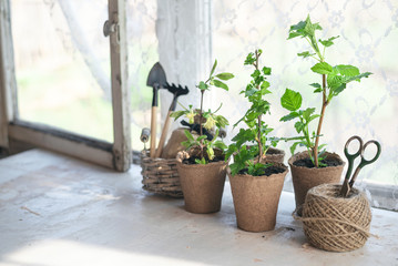 Raspberries, gooseberries, honeysuckle, currants trees in a pots, rake and shovel on a garden table. Gardening abstract background. Agriculture.