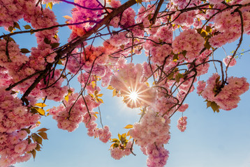 Cherry Blossoms in full Bloom in Backlight with Sun Rays and Lens Flare against blue Sky
