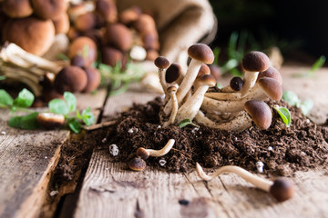 Mushrooms on rustic wooden table