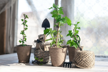 Raspberries, gooseberries, honeysuckle, currants trees in a pots, rake and shovel on a garden...