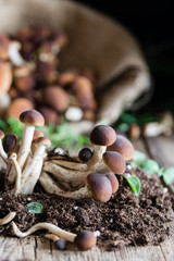 Mushrooms on rustic wooden table