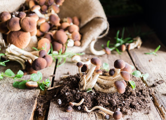 Mushrooms on rustic wooden table