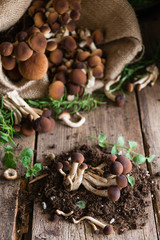 Mushrooms on rustic wooden table
