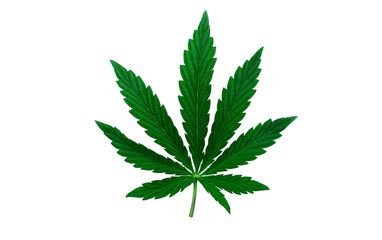 Fototapeta na wymiar cannabis leaf isolated. drugs in medicine. legalization of marijuana.