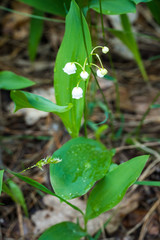 Lily of the valley in the forest. Closeup of lily of the valley in the forest